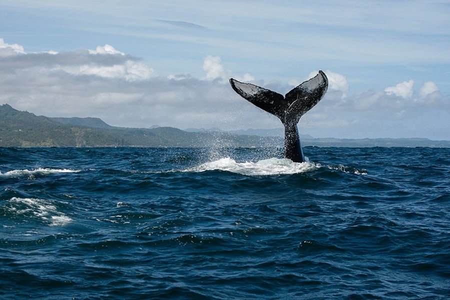 Best Whale Watching Tour for your Cruise Ship in Samana!