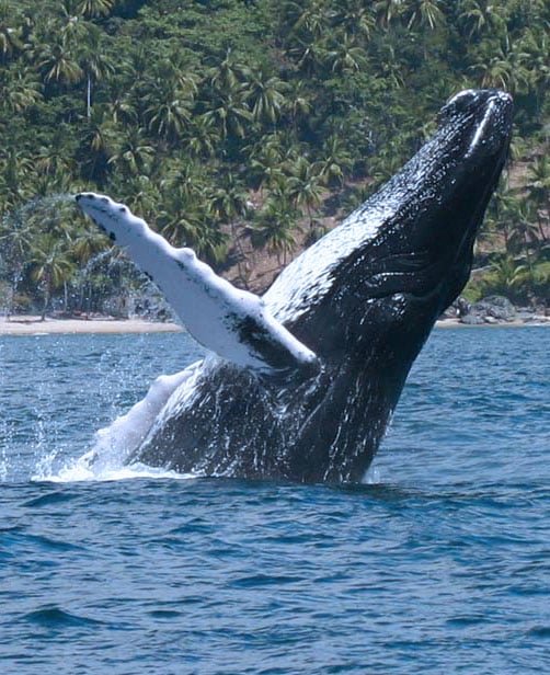 Samana Dominican Republic Whale Watching Tours for Cruise Ship.